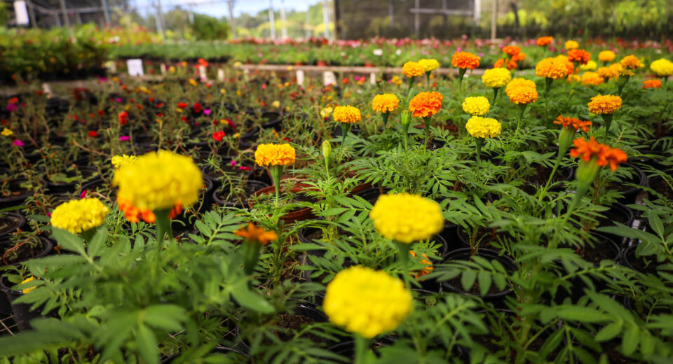 Crédito: Rafael Macri/PMM