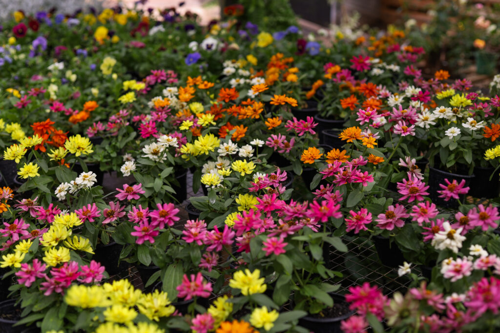 Crédito: Rafael Macri/PMM