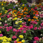 Jorge Messias no STF: sabatina no Senado é marcada