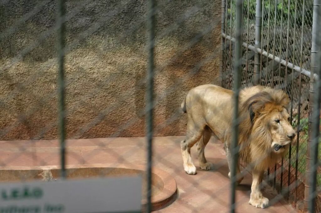 Foto: Arquivo/Prefeitura de Maringá
 - Publicado primeiro em GMC Online » Relembre: Como era o zoológico do Parque do Ingá e por que ele foi desativado? Veja fotos. Por favor, não se esqueça dos devidos créditos. - https://gmconline.com.br/noticias/cidade/relembre-como-era-o-zoologico-do-parque-do-inga-e-por-que-ele-foi-desativado-veja-fotos/