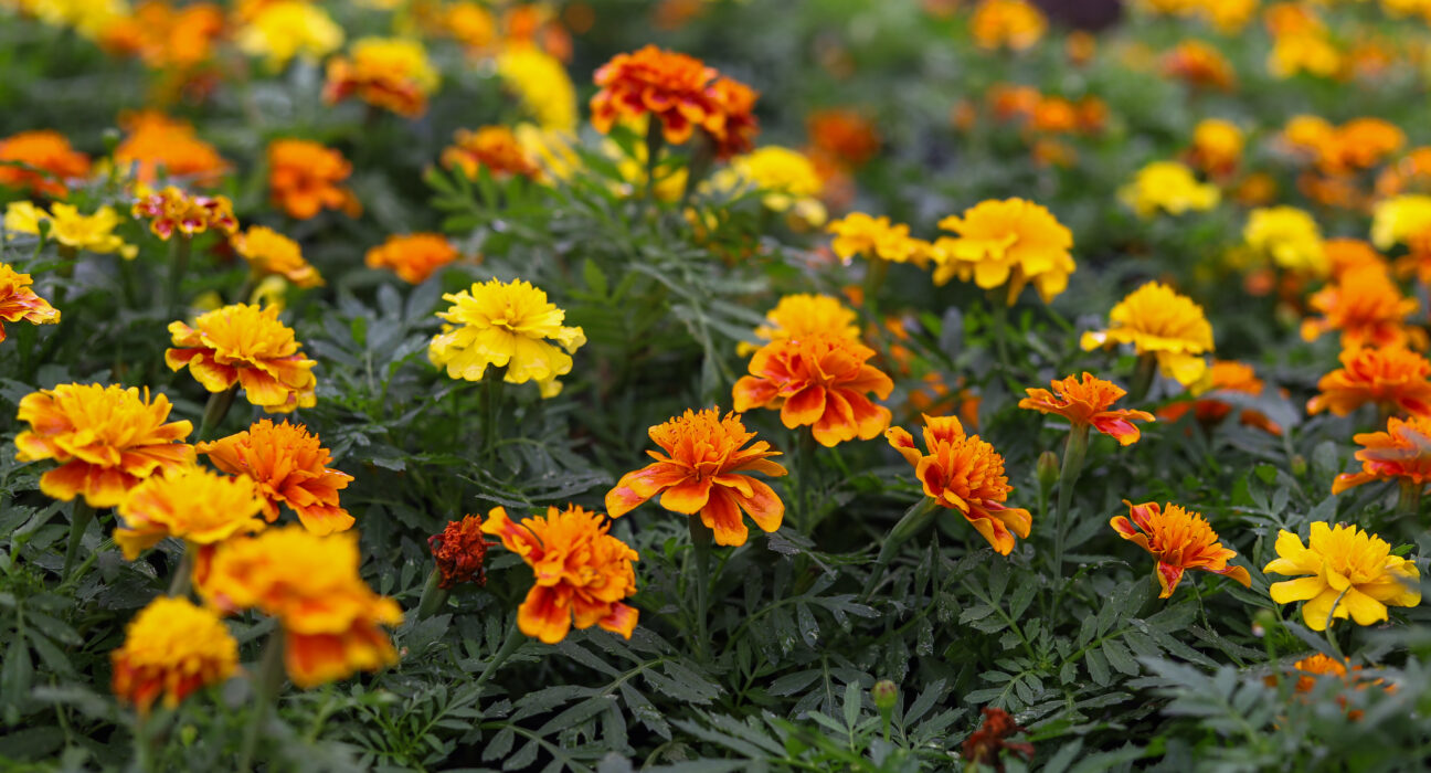 Crédito: Rafael Macri/PMM